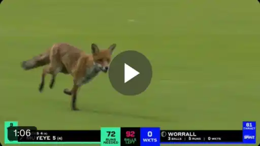 Fox-at-The-Hundreds.webp
