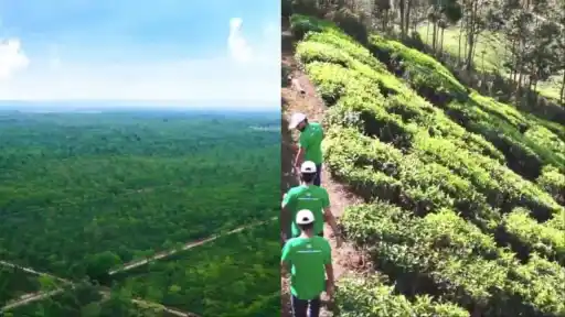 Visual showing the Green Dot Ball Campaign's 6 lakh sapling milestone from IPL 2026 — a BCCI sustainability drive converting dot balls into trees planted across Indian states