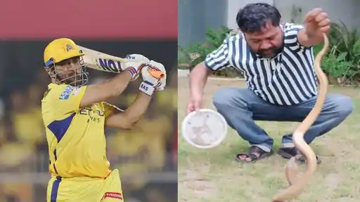 Cobra rescued from MS Dhoni's Ranchi farmhouse after being spotted on the property